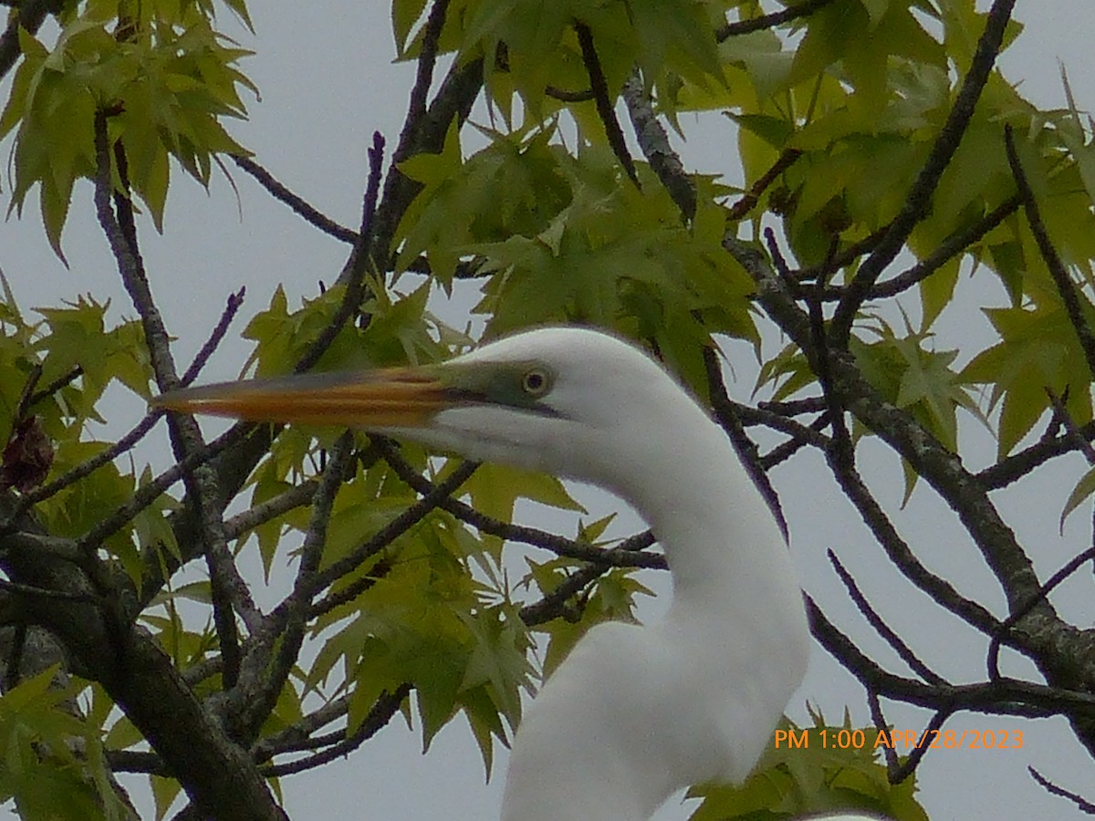 Great Egret - ML564038381