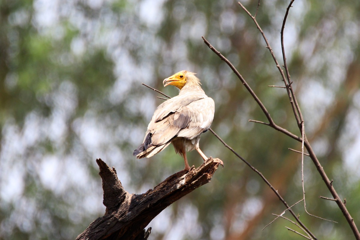 Egyptian Vulture - ML56404051