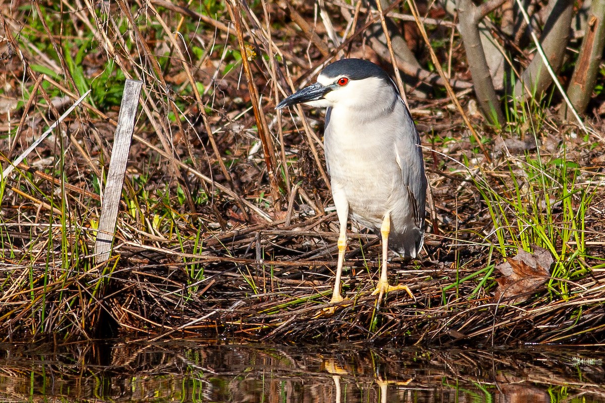 Black-crowned Night Heron - Tom Foley