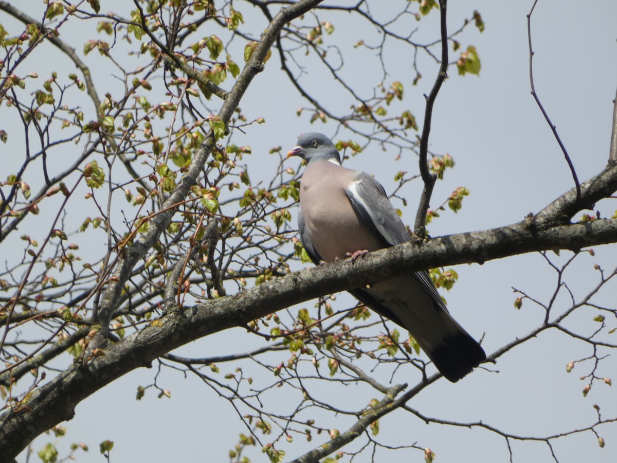 Common Wood-Pigeon - ML564043601