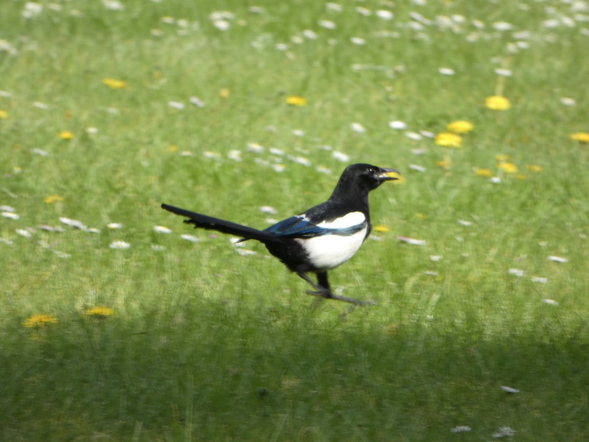 Eurasian Magpie - ML564043721