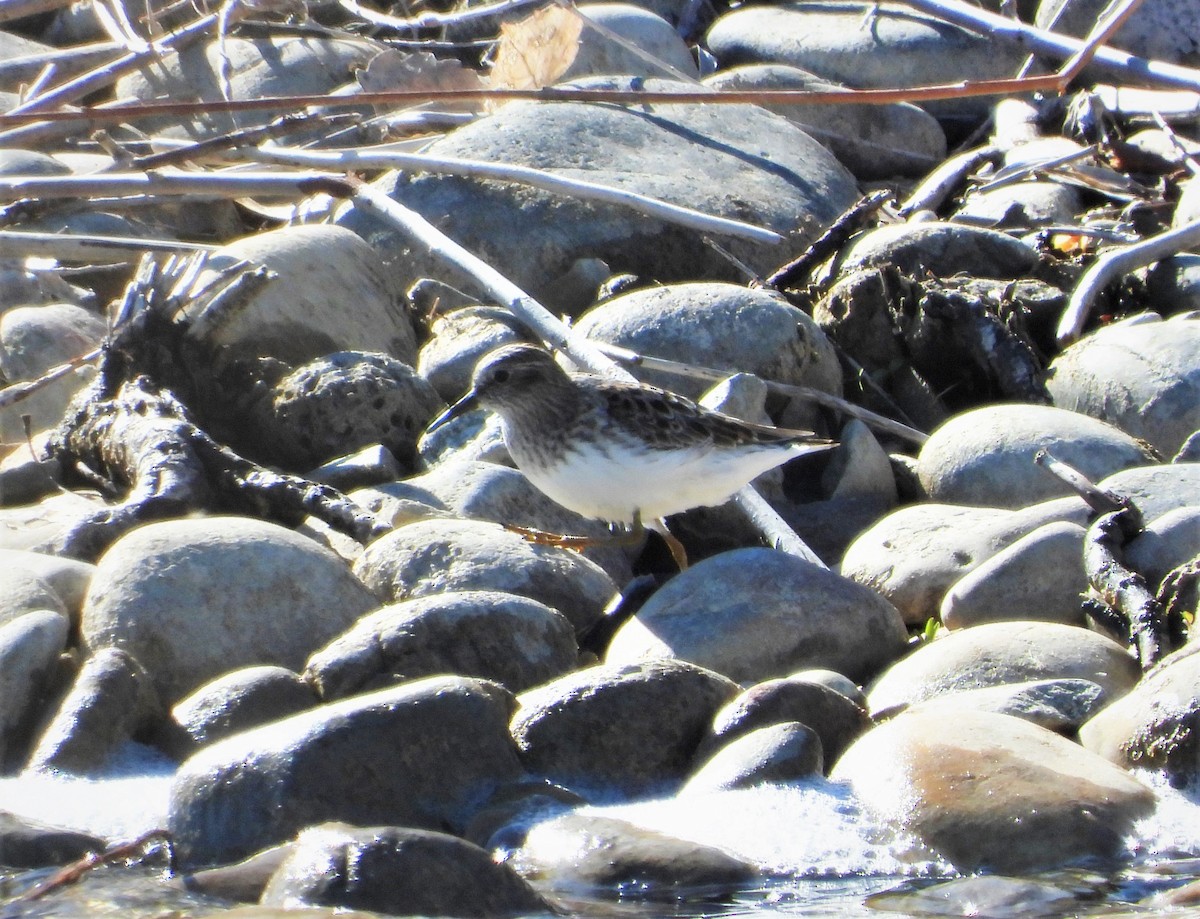 Least Sandpiper - Lori Shuler