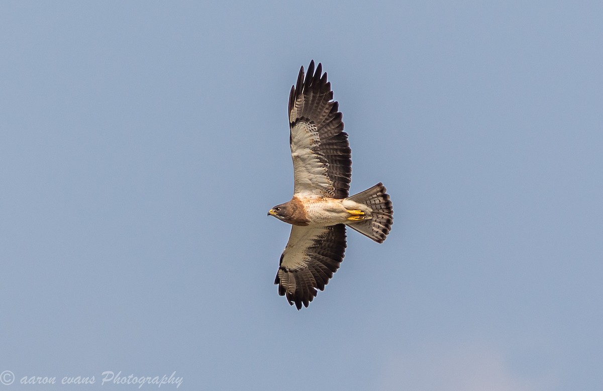 Swainson's Hawk - ML56404741