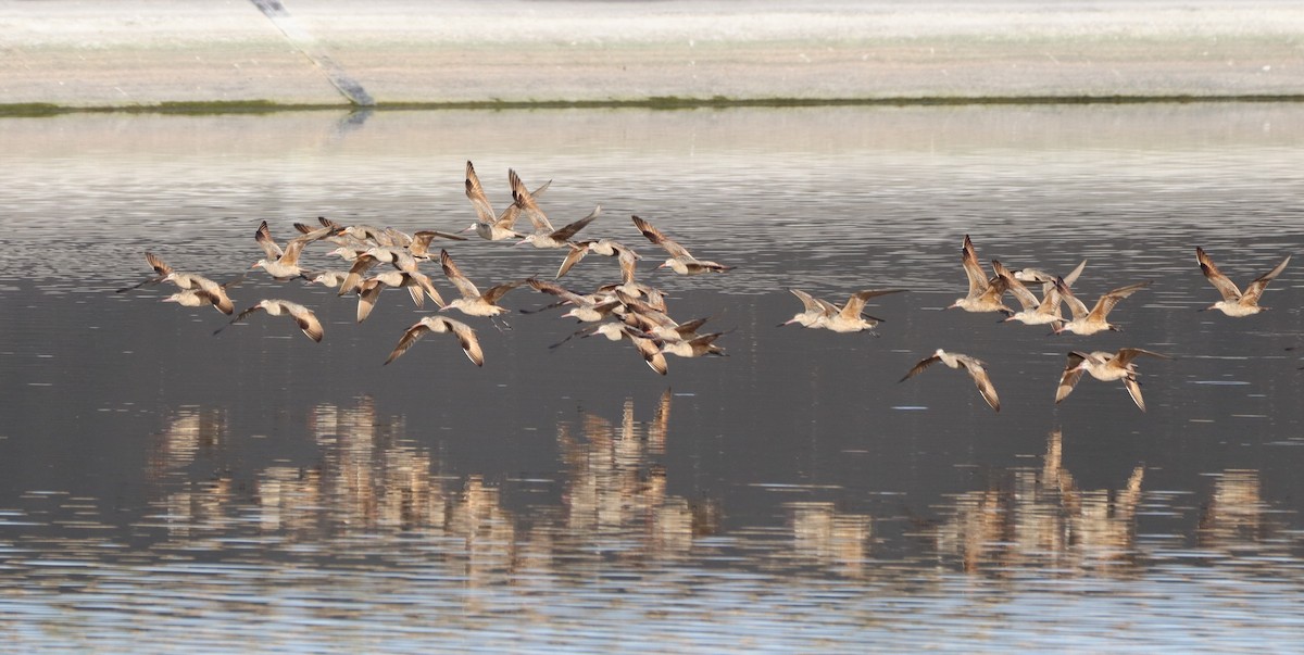 Marbled Godwit - ML564047681