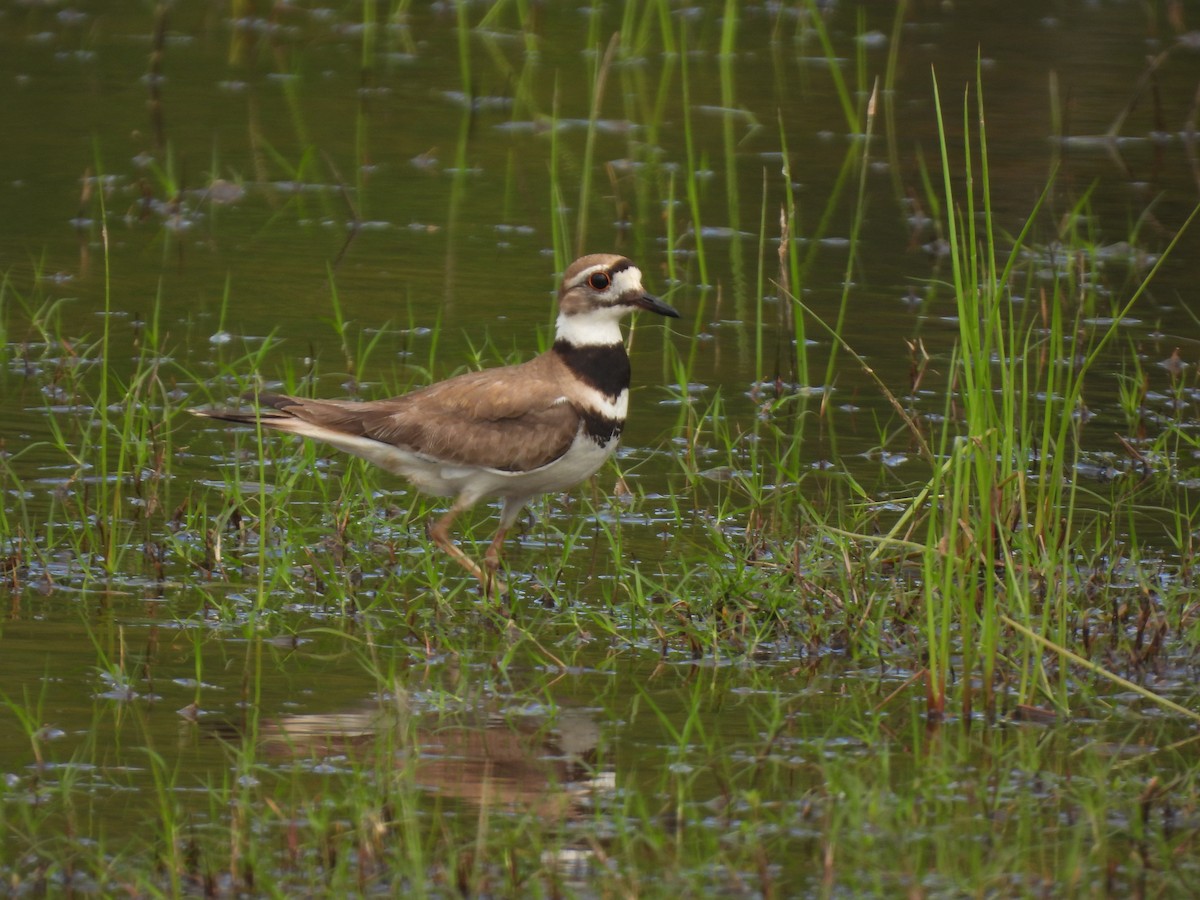 Killdeer - ML564048041