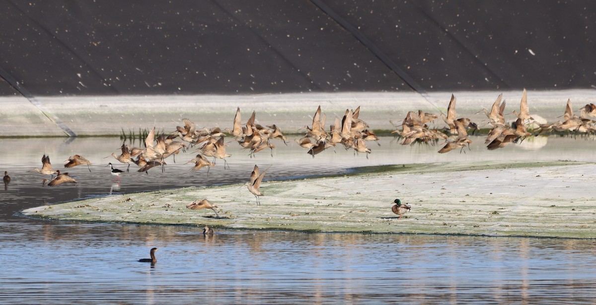 Marbled Godwit - ML564048731