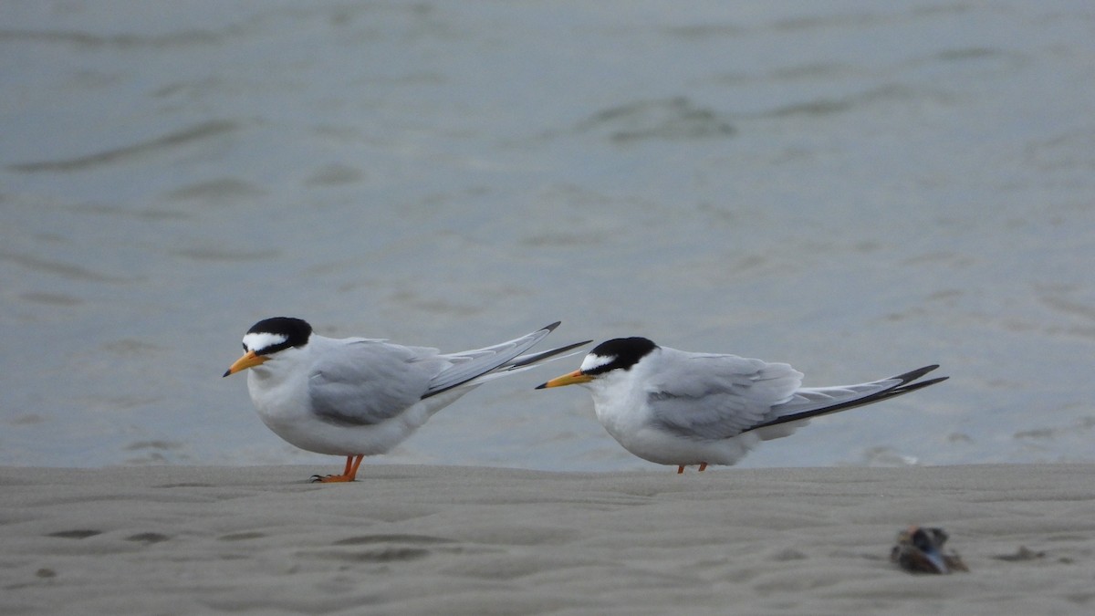 Little Tern - Wulf Behrend