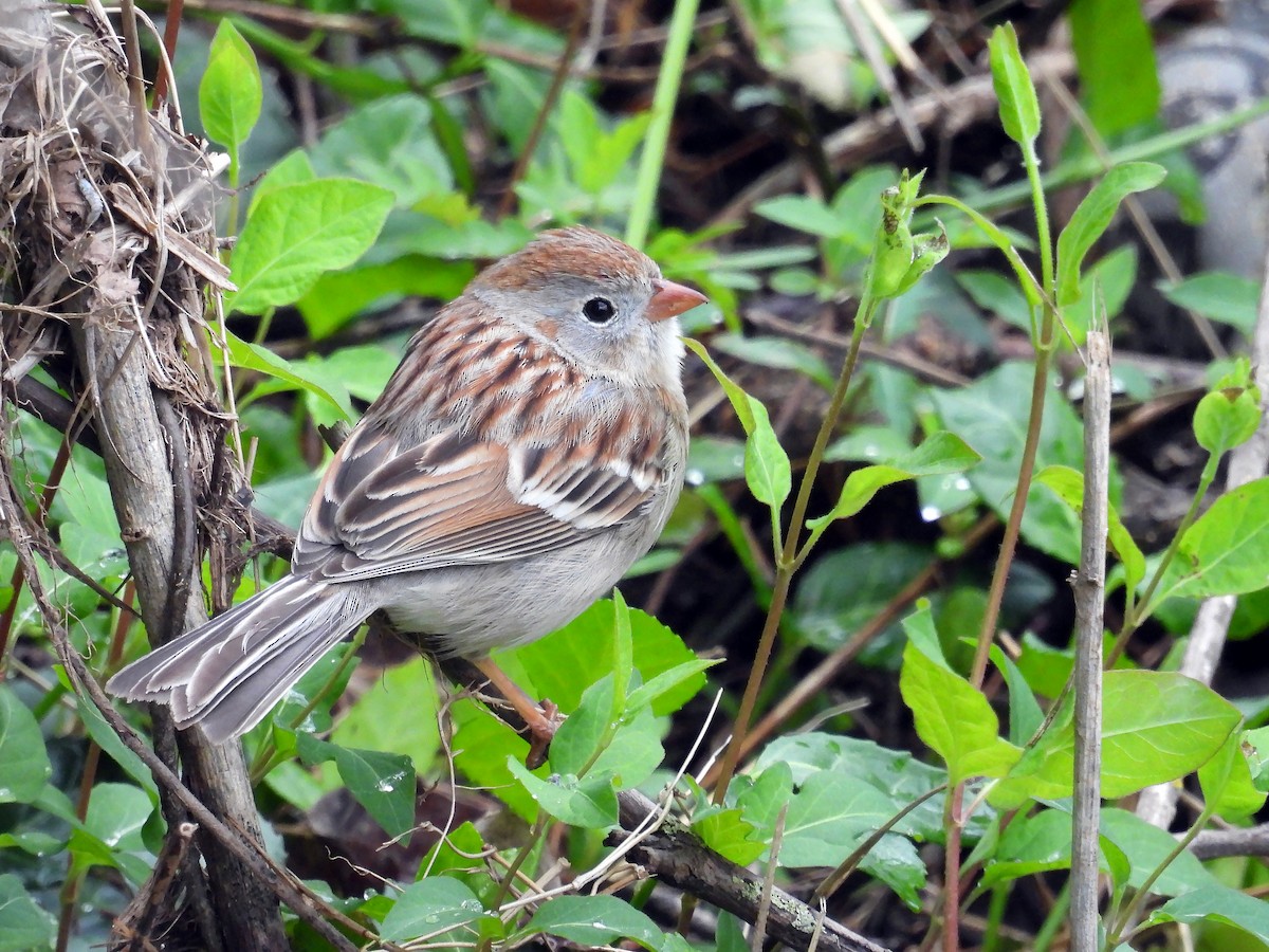 Field Sparrow - ML564049481