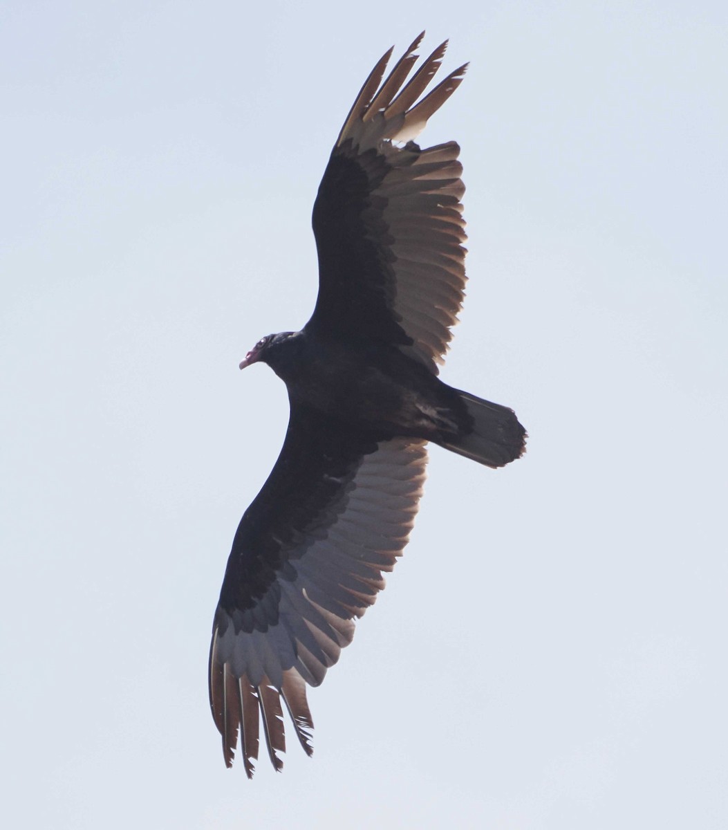 Turkey Vulture - 𝓡aymond ℌ