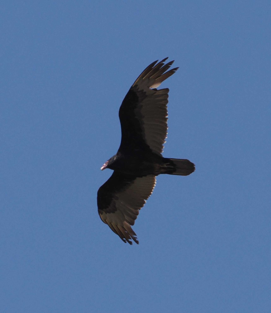 Turkey Vulture - 𝓡aymond ℌ