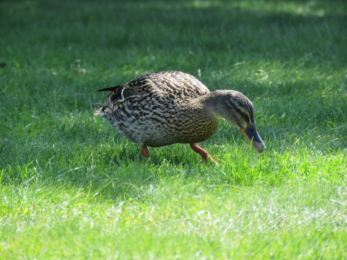 Mallard - Thomas Brooks