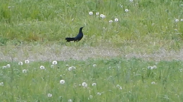 Great-tailed Grackle - ML564053181