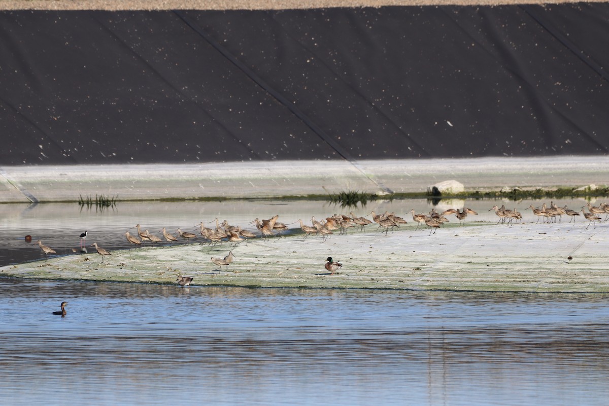 Marbled Godwit - ML564053611