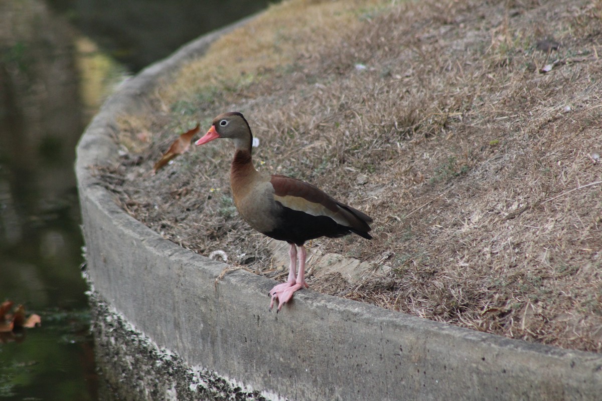 Black-bellied Whistling-Duck - ML564053771