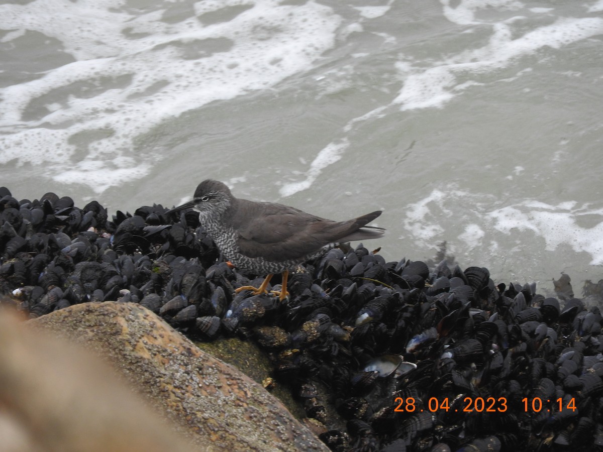 Wandering Tattler - Peter Ginsburg