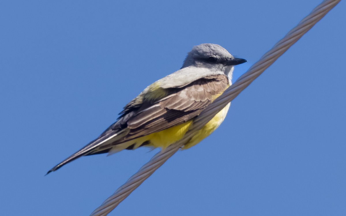 Western Kingbird - ML564055331