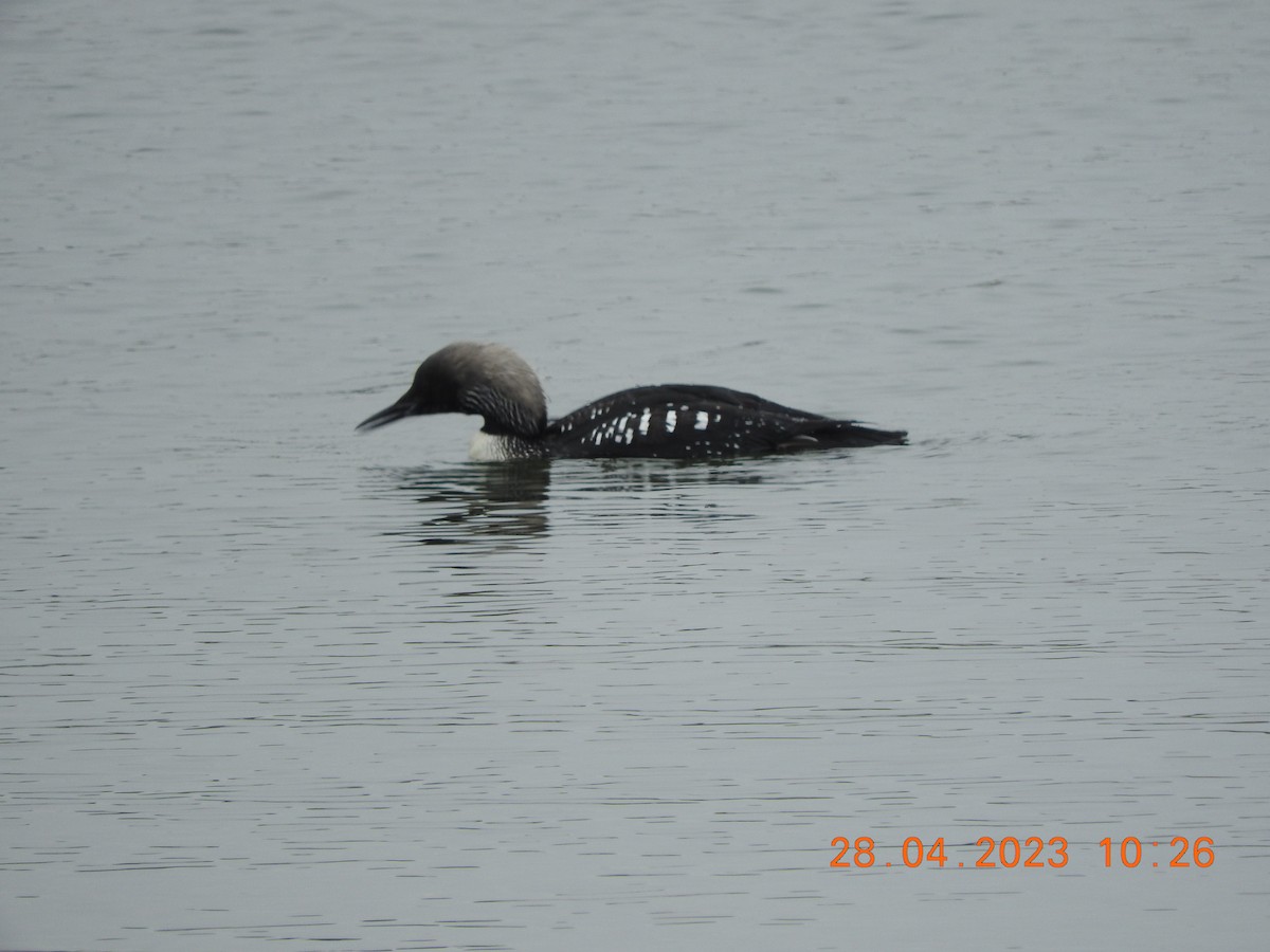 Pacific Loon - Peter Ginsburg