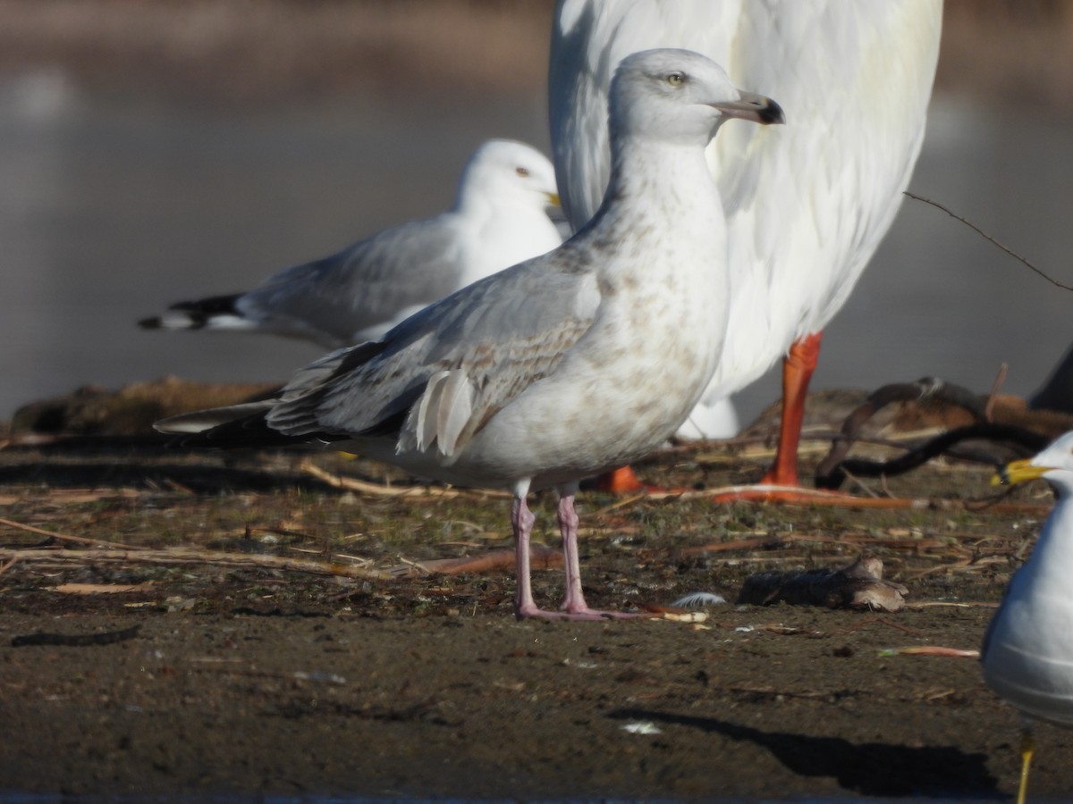 Goéland argenté - ML564056741