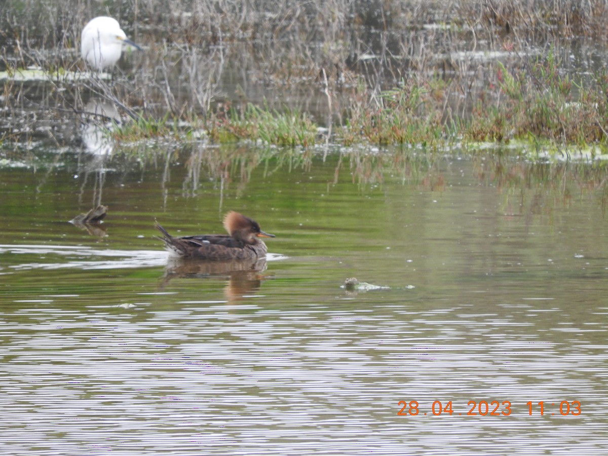 Hooded Merganser - ML564057151