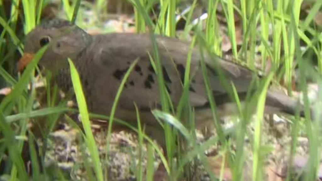 Common Ground Dove - ML564058061