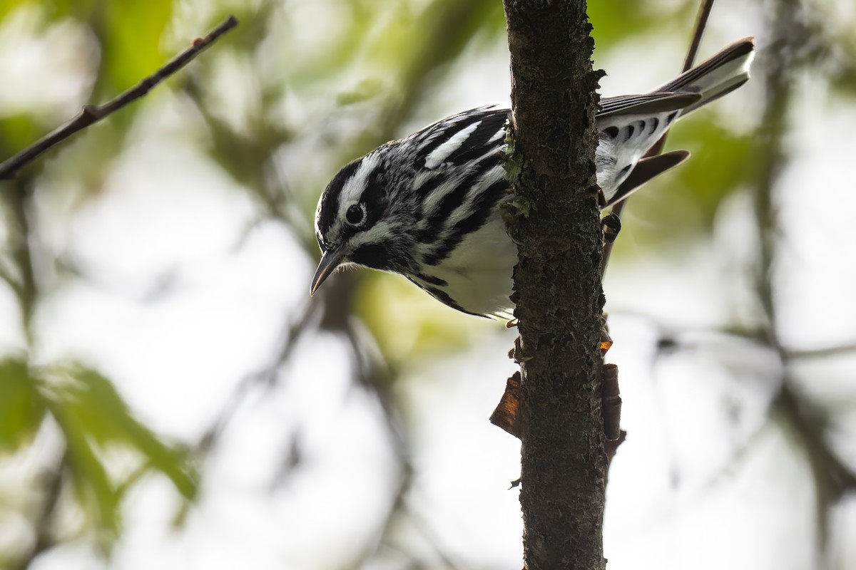 Black-and-white Warbler - Mitchell Goldfarb
