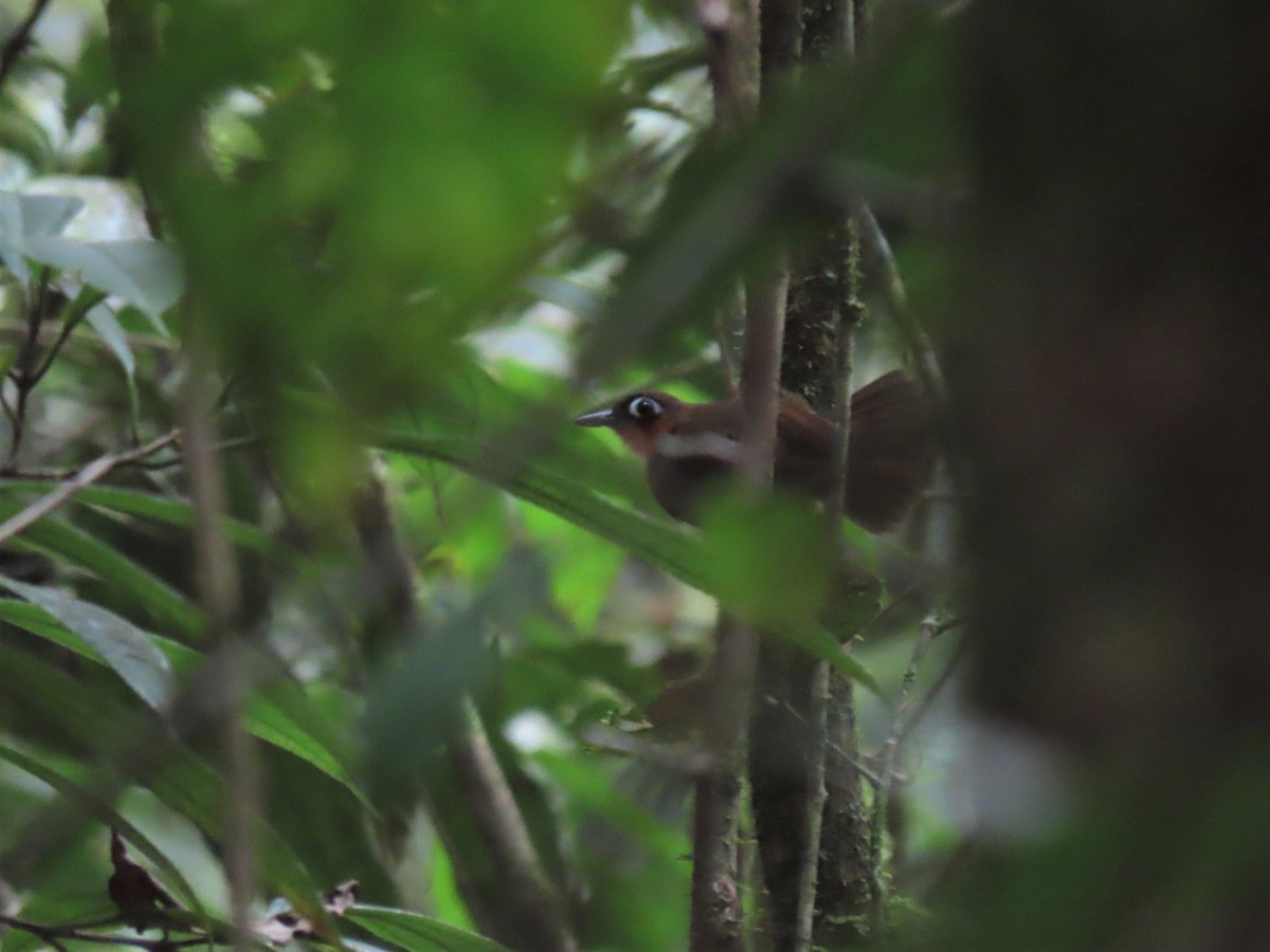 Rufous-throated Antbird - ML564059261