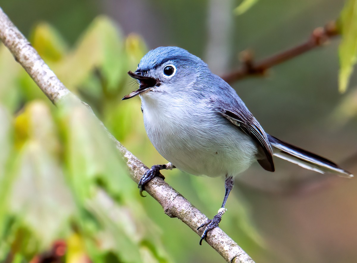 Blue-gray Gnatcatcher - ML564059411