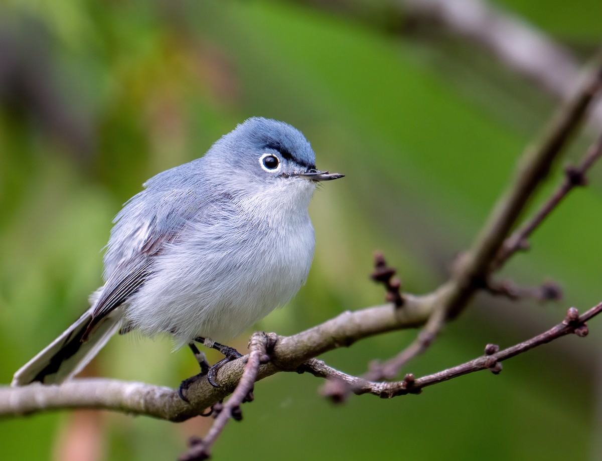 Blue-gray Gnatcatcher - ML564059421