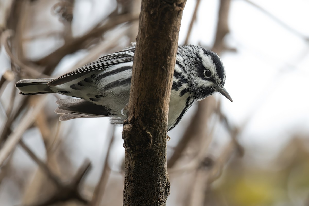 Black-and-white Warbler - ML564059441