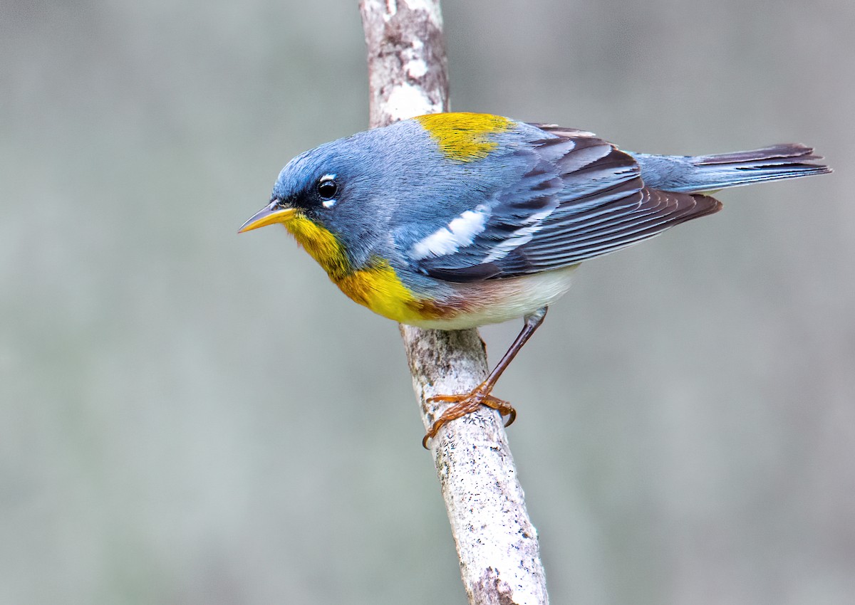 Northern Parula - Matthew Addicks