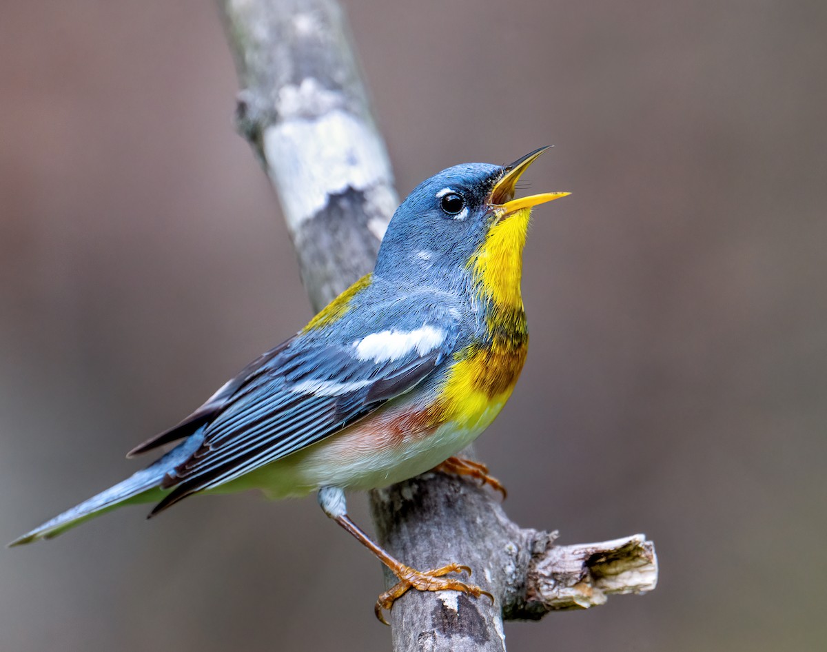 Northern Parula - ML564059621