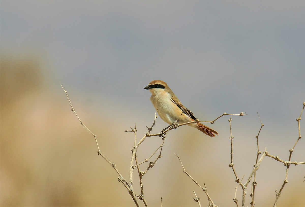 Red-tailed Shrike - shahar yogev