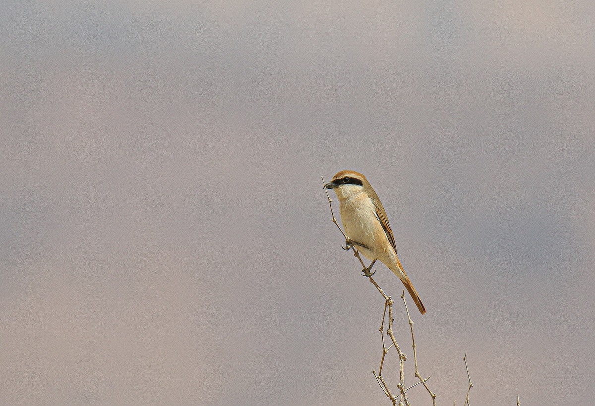 Red-tailed Shrike - shahar yogev