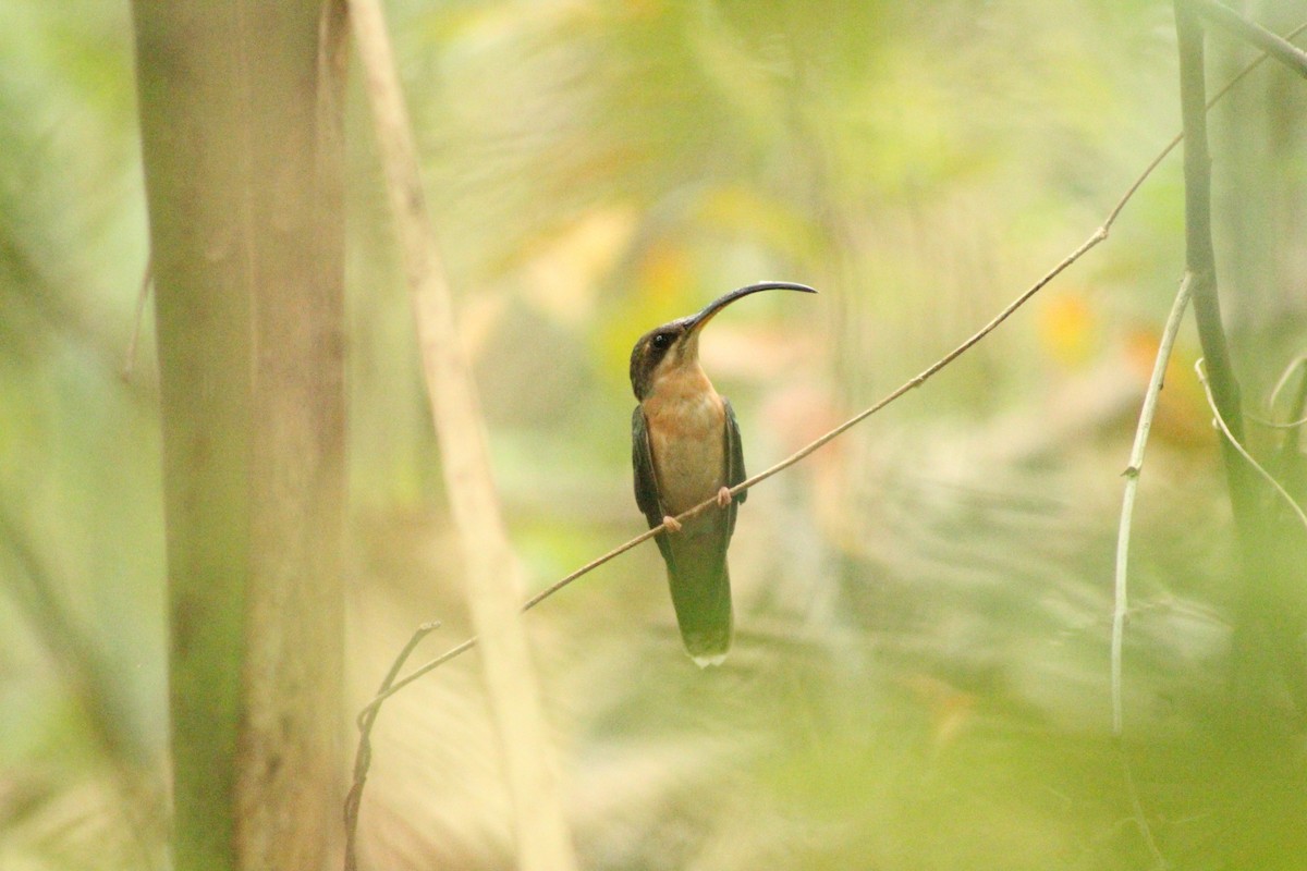 Rufous-breasted Hermit - ML564060541