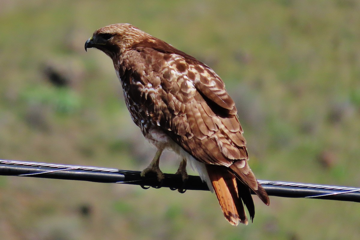 Red-tailed Hawk - ML564061191