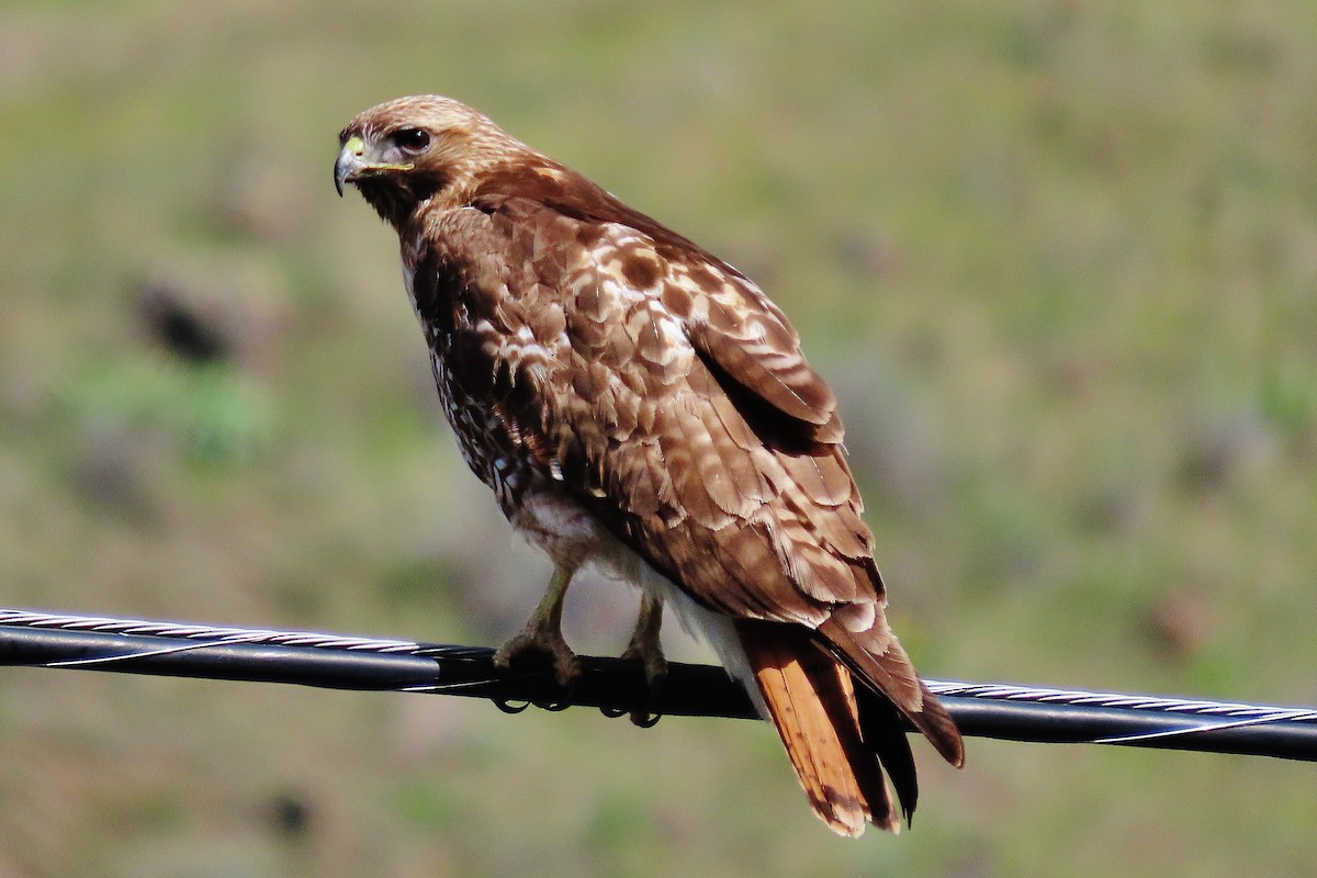 Red-tailed Hawk - ML564061211