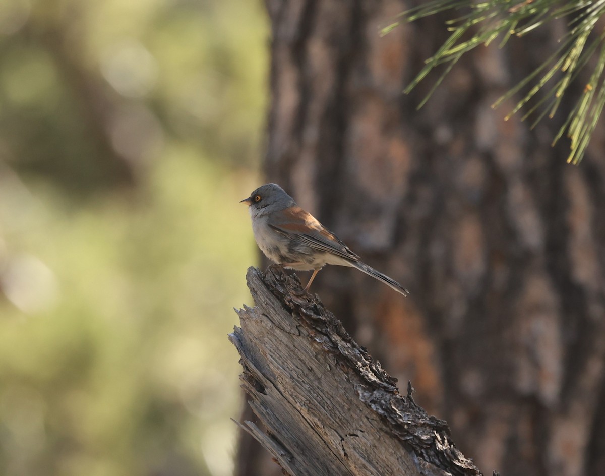 Yellow-eyed Junco - ML564061721