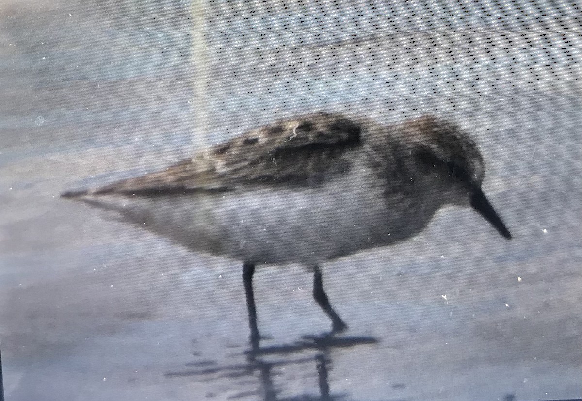 Semipalmated Sandpiper - ML564062261