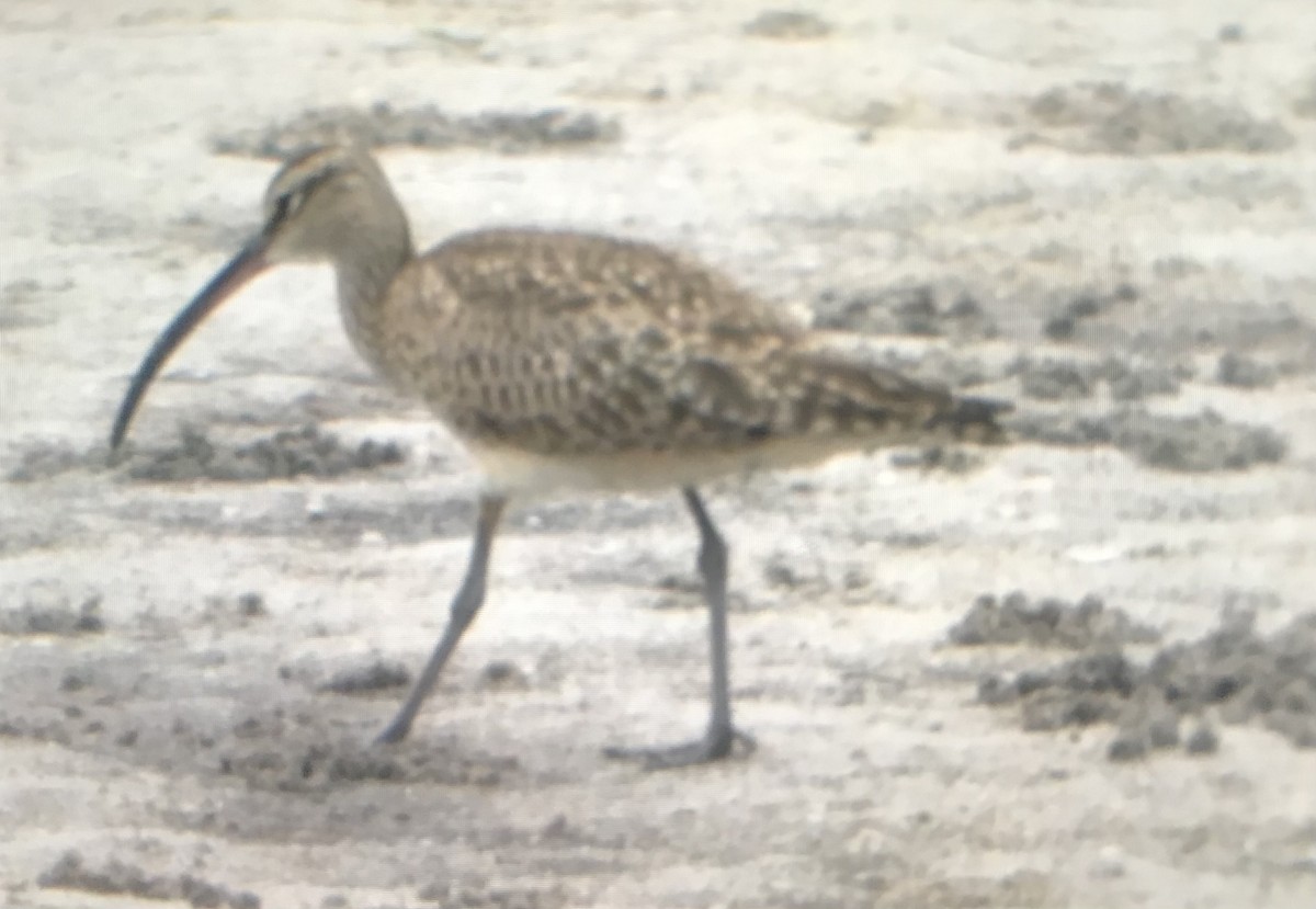 Hudsonian Whimbrel - ML564064201