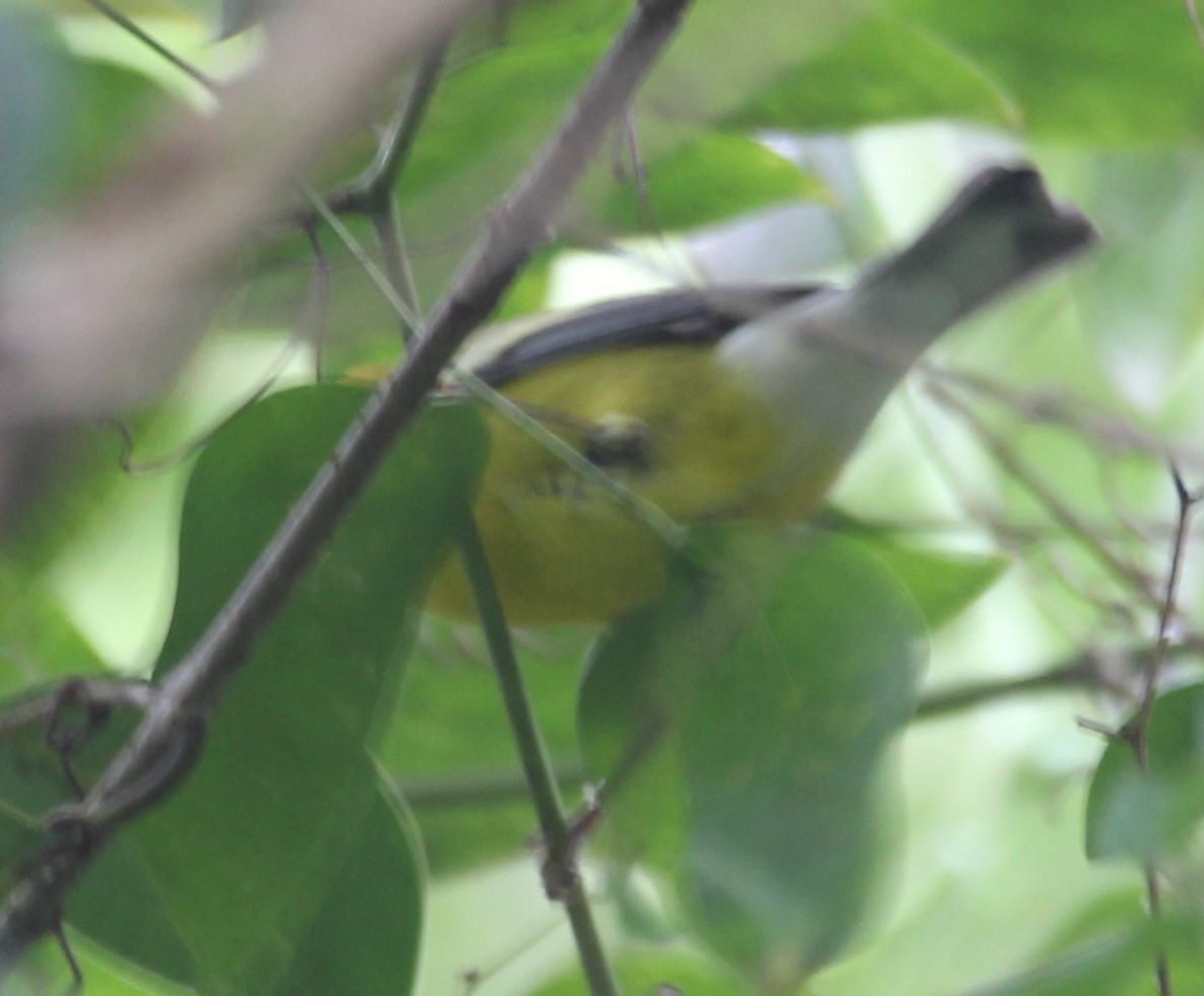 Blue-winged Warbler - Samuel Murray