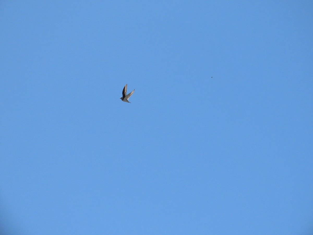 Killdeer - ML564065921