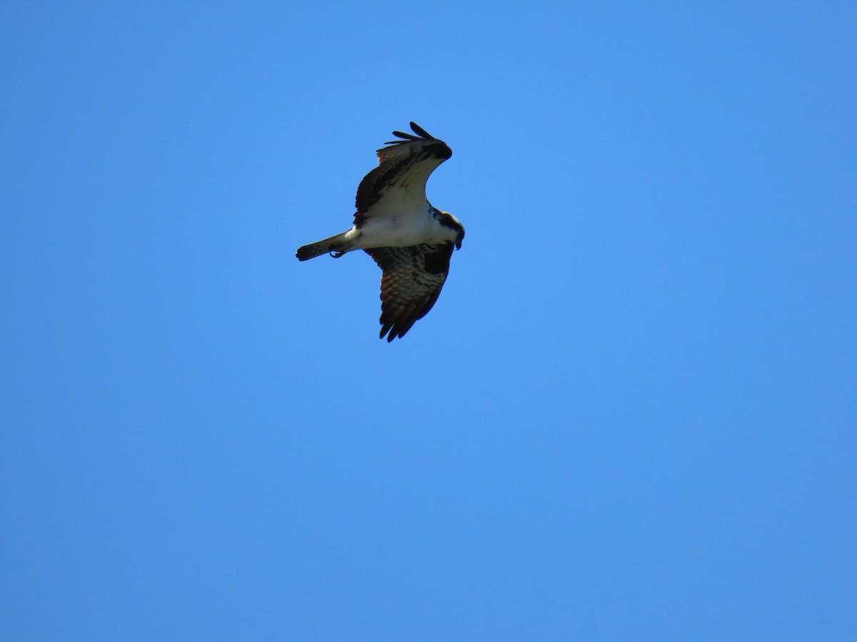 Osprey - ML564065971