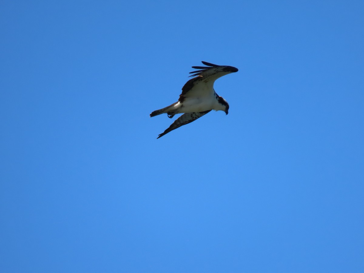 Osprey - ML564065981