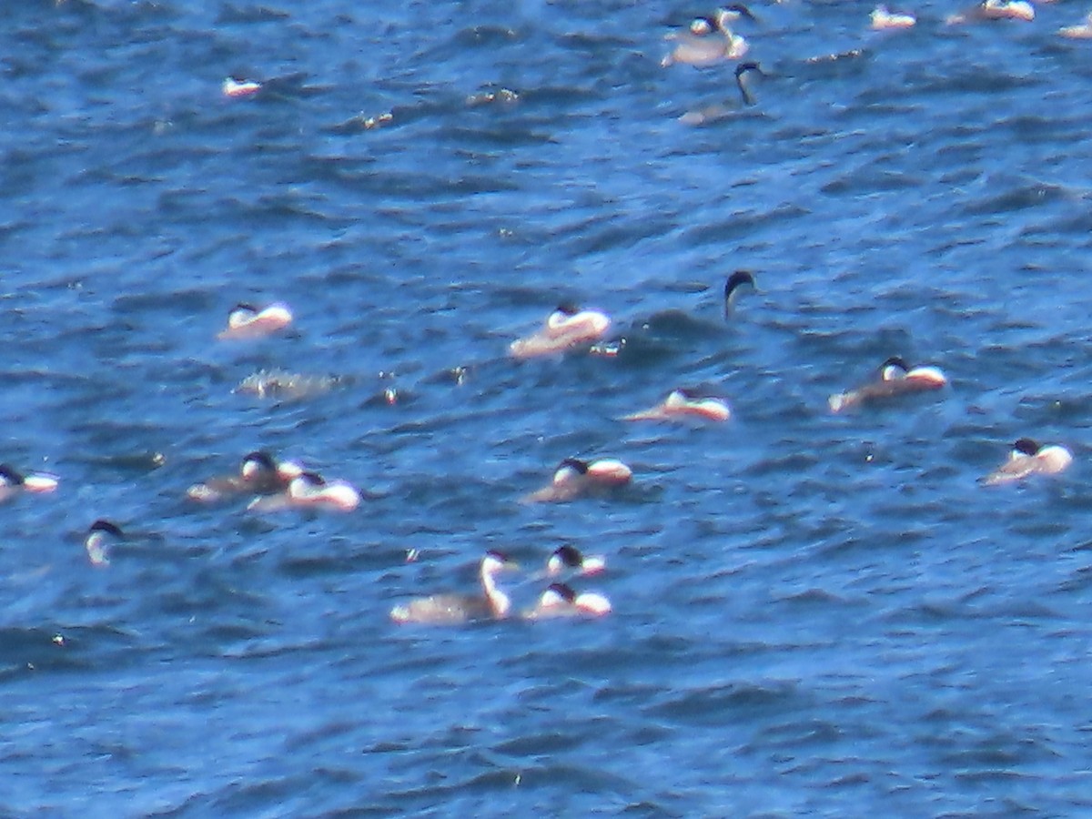 Western/Clark's Grebe - ML564066191