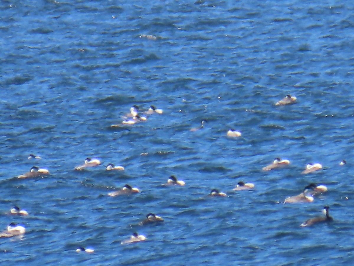 Western/Clark's Grebe - ML564066201