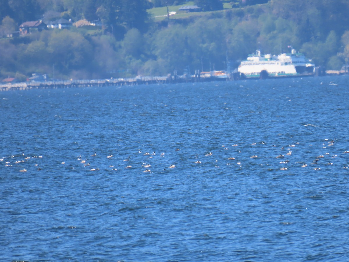 Western/Clark's Grebe - ML564066211