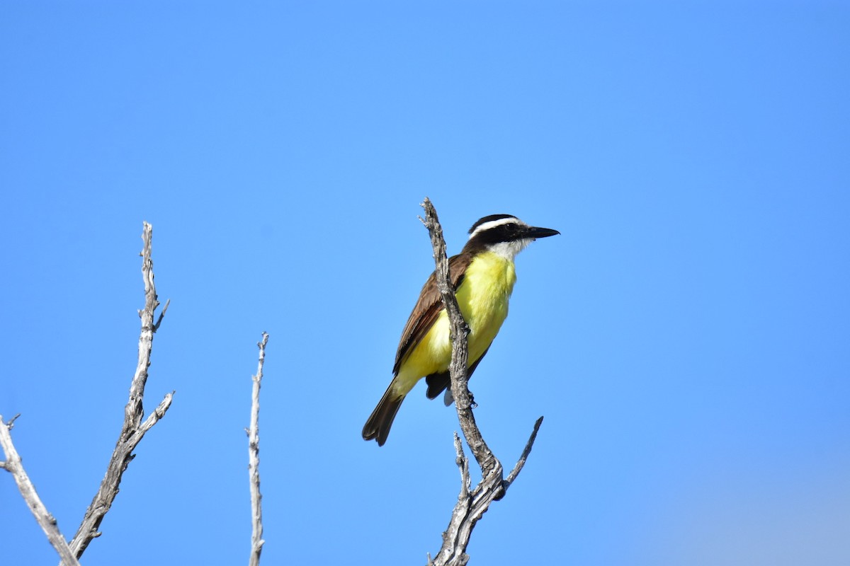 Great Kiskadee - ML564066221