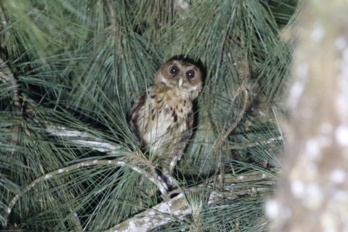 Giant Scops-Owl - ML564066331