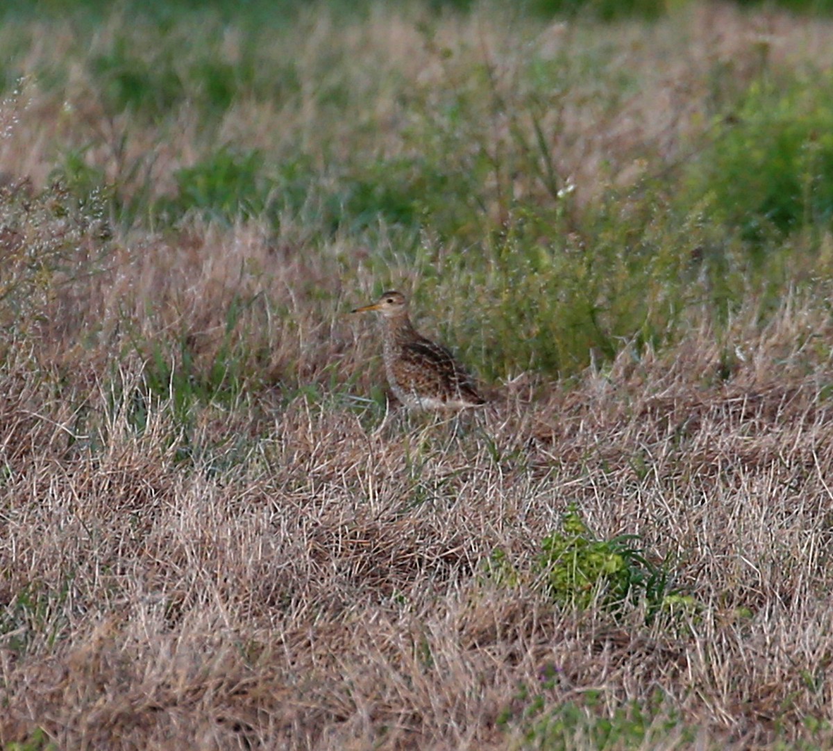 Upland Sandpiper - ML564067161