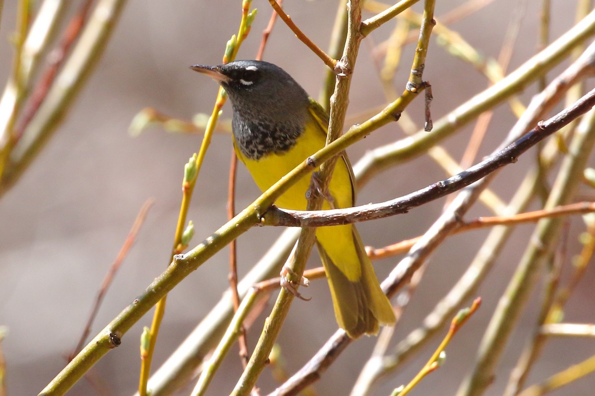 MacGillivray's Warbler - ML564067211